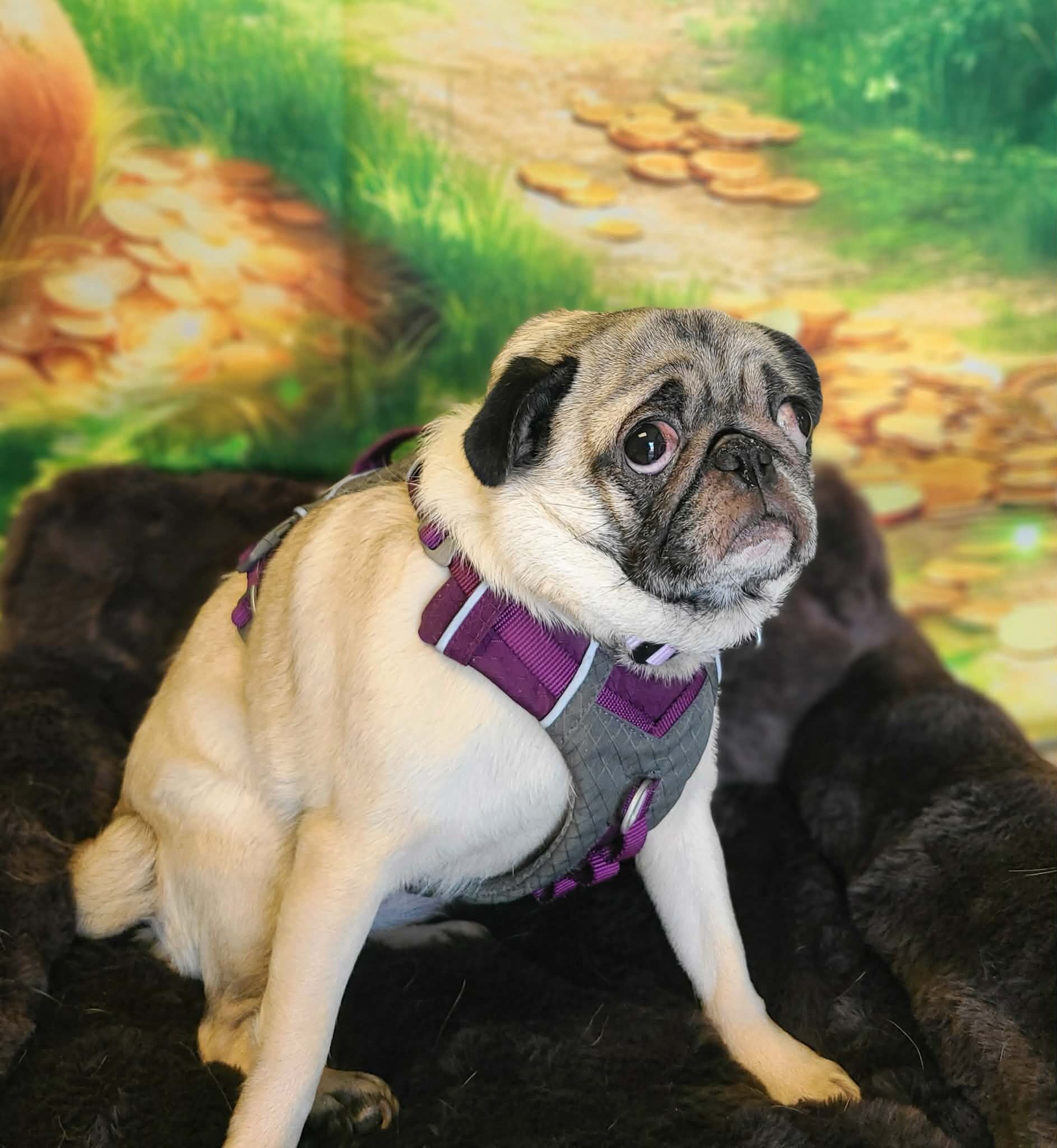 Picture of the Animal Listed